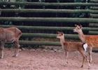 ZOO OHRADA - HLUBOK NAD VLTAVOU 
(klikni pro zvten)