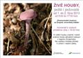 Živé houby, jedlé i jedovaté
